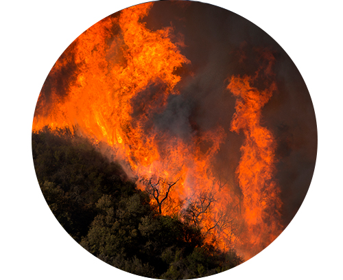 Environmental and Wildlife Related Law